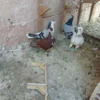 کفتر گرفتنی