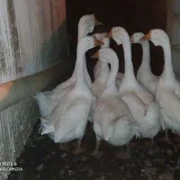 قوغاز اکراینی|حیوانات مزرعه|پرهسر, |دیوار