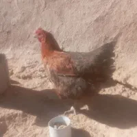 مرغ تخمگذار|حیوانات مزرعه|شهرضا, |دیوار