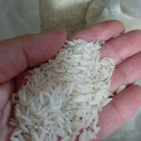 برنج طارم هاشمی