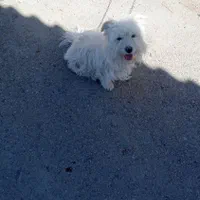 یک عددسگ پاکوتاه نر بفروش میرسد قیمت ۱۳۰۰