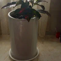 کروتون|عمدهفروشی|سرپل ذهاب, |دیوار