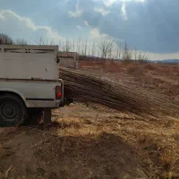 نهال صنوبر دوساله