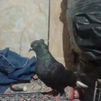 زاغ دم سفید غلط دار کشیده