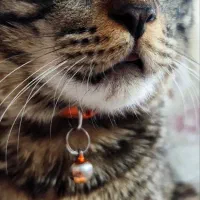 گربه DSH|گربه|زاهدان, |دیوار