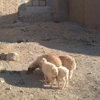 ۳ بره ماده ۱ بره نر|حیوانات مزرعه|قائن, |دیوار