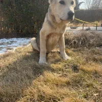 توله آلابای اصیل