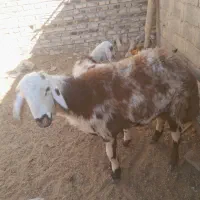 بره قوچی