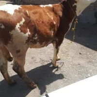 گوساله ی سیمینتال دامازلیخ