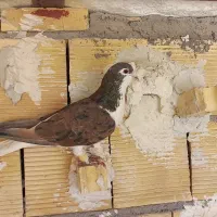 صیدی خال سیاه نر