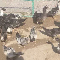 اردک خارجی|حیوانات مزرعه|هامون, |دیوار