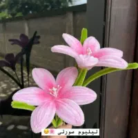 گل روبانی و پیپ کلینر|گل مصنوعی|قم, نیروگاه|دیوار