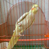 عروس هلندی|پرنده|تربت جام, زیباکنار|دیوار