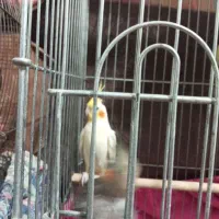 عروس هلندی|پرنده|صومعهسرا, |دیوار