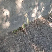 نهال بادام ،انگور،هیوا،سیب|گل و گیاه طبیعی|خسروشاه, |دیوار