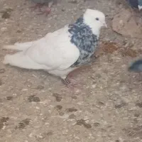 کبوتر|پرنده|نیشابور, شهید بهشتی|دیوار