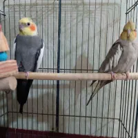 عروس هلندی جفت نر و ماده مولد|پرنده|بندر امام خمینی, |دیوار