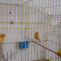 جفت قناری پرتغالی  نروماده تازه جفت|پرنده|بندر ماهشهر, |دیوار