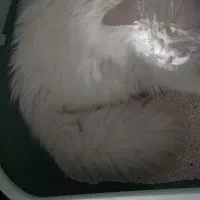 گربه تربیت شده|گربه|ایرانشهر, |دیوار