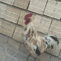 خروس گلین