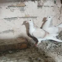 ساده هفت رنگ