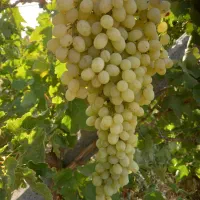 زمین حاصلخیز