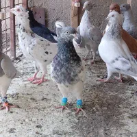 کبوتر گرفتنی پرشی