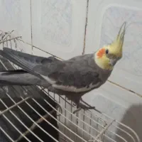 دوعدد عروس هلندی نر بالغ یک ونیم ساله زیبا|پرنده|تهران, شکوفه (عبدل آباد)|دیوار