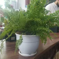 گل سرحال شاداب|گل و گیاه طبیعی|طرقبه, |دیوار