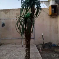 گل مصنوی|گل مصنوعی|ایلام, |دیوار