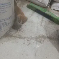 واگذاری گربه|گربه|یزد, |دیوار