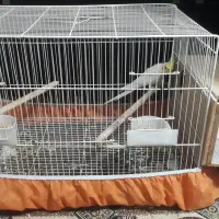 جفت طوطی عروس مولد با دو تا جوجه|پرنده|قائمشهر, |دیوار