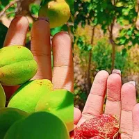 فروش باغ  در فولاد محله