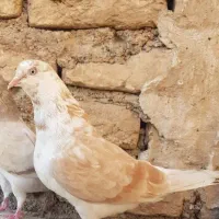 کبوتر گرگی زرد