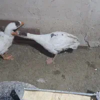 غاز|حیوانات مزرعه|مرند, |دیوار