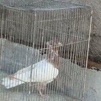 کبوتر رنگه والمانی وخروس فروشی|پرنده|فردوس (خراسان), |دیوار