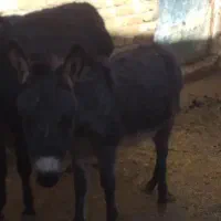 نیازمند چوپان