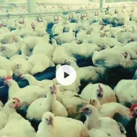 کارگر مرغداری گوشتی تمام اتومات