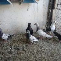 کبوتر معمولی