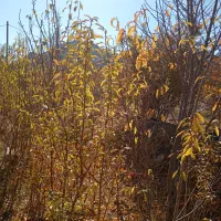 نهال بادام دیر گل