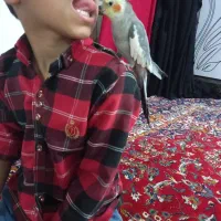 عروس هلندی سخنگو هشت ماه