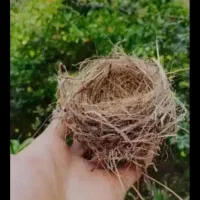 قناری نر۶ماهه صحیح وسالم