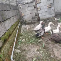 ماده دونه 550نر 600