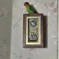 طوطی برزیلی فیشر