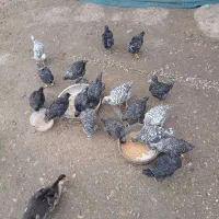 فروش ۱۵ عدد جوجه آمروک یکماه و نیمه