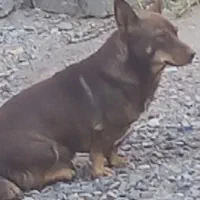 واگذاری پاکوتاه نر|سگ|بناب, |دیوار