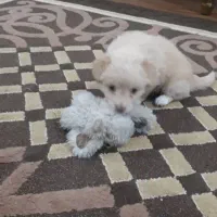 واگزاری طوله ماده اشپیتز|سگ|رشت, هلال احمر|دیوار