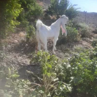 پازن گلابی هنوز ۹ماهشه|حیوانات مزرعه|بهبهان, |دیوار