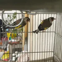 قفس ماده سهره