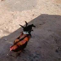 خروس و بوقلمو